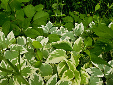 leaves